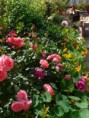 /album/galerie-photos/fleurs-de-printemps-jpg/